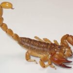 Des scientifiques découvrent des caractéristiques « sexy » surprenantes de deux espèces mystérieuses de scorpions SciTechDaily