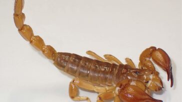 SciTechDaily