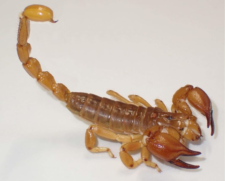 Des scientifiques découvrent des caractéristiques « sexy » surprenantes de deux espèces mystérieuses de scorpions SciTechDaily