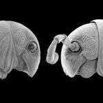 D’étranges habitants des forêts à plusieurs pattes et « visages extraterrestres » découverts dans une jungle africaine isolée SciTechDaily