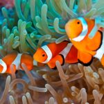 Intelligence animale inattendue : une expérience montre que le poisson clown peut compter SciTechDaily