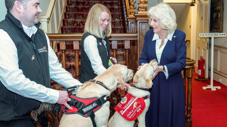 La reine Camilla accorde un traitement royal aux chiens médicaux La reine Camilla accorde un traitement royal aux chiens médicaux