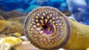 SciTechDaily