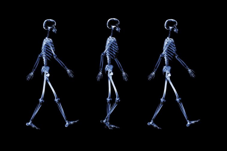 Marcher sur un nouveau terrain : nouvelles perspectives sur la neurologie de la locomotion SciTechDaily