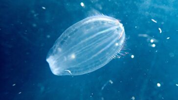 SciTechDaily