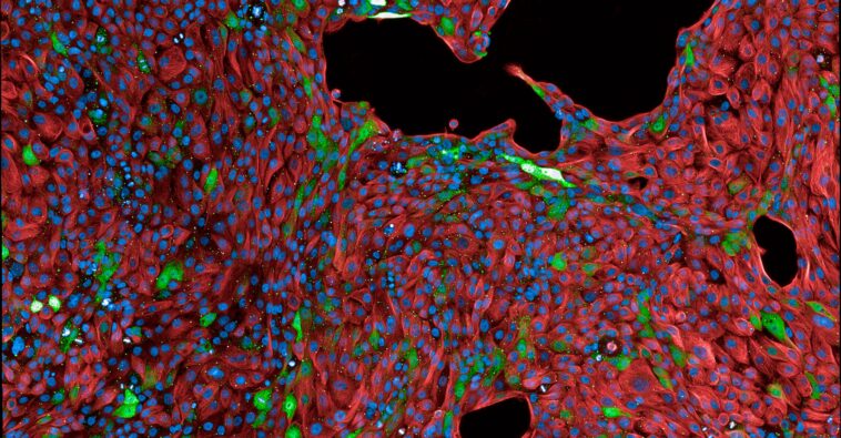 Percer les mystères de l'identité cellulaire grâce à l'ingénierie de l'ADN SciTechDaily