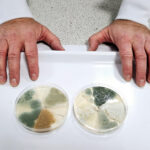 « Sensorial » – Des scientifiques découvrent comment créer différentes couleurs de fromage SciTechDaily