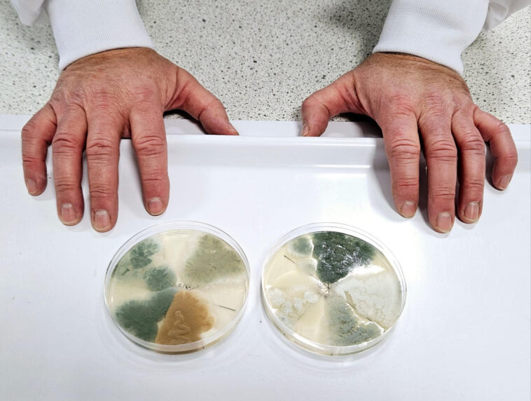 « Sensorial » – Des scientifiques découvrent comment créer différentes couleurs de fromage SciTechDaily