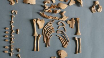 SciTechDaily