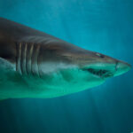 Palaeohypotodus bizzocoi Tooth