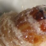 Une nouvelle découverte « fascinante » d’animaux pourrait protéger les cultures sans pesticides SciTechDaily