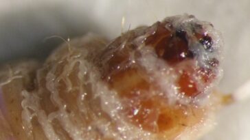 SciTechDaily