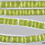 Une nouvelle recherche révèle que des organismes verts complexes sont apparus il y a un milliard d'années Overcoming Challenges with Phylogenomics