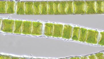 Overcoming Challenges with Phylogenomics