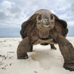 Aldabra Giant Tortoise