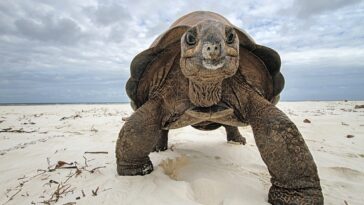 Aldabra Giant Tortoise