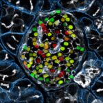 Au-delà du contrôle de la glycémie : dévoilement d’un nouvel objectif pour guérir le diabète SciTechDaily