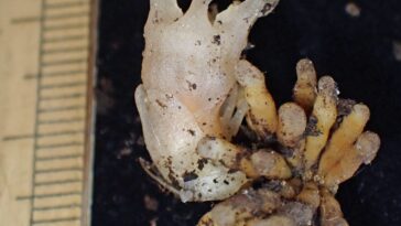 SciTechDaily