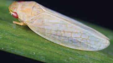 SciTechDaily