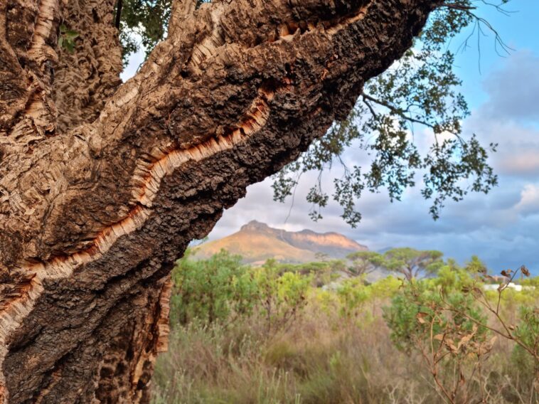 Changer à jamais le paysage arboré des villes – L’histoire vieille de 400 ans des chênes pourrait toucher à sa fin SciTechDaily