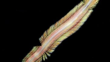 SciTechDaily