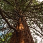 « Incroyable » – Les séquoias géants prospèrent au Royaume-Uni SciTechDaily