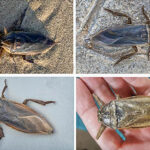 Invasion extraterrestre ou merveille naturelle ? Des scientifiques découvrent une punaise d'eau géante sur l'île de Chypre SciTechDaily