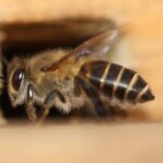 Invités non invités : comment les abeilles asiatiques défient les attentes évolutives en Australie SciTechDaily