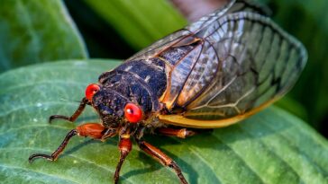 SciTechDaily