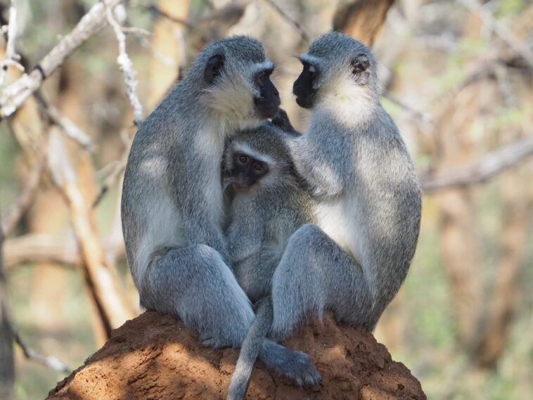 Les scientifiques ont découvert que ces singes suivent différentes « normes » sociales et réagissent à la « pression des pairs » SciTechDaily