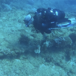Members of the Naval Aviation Training Systems and Ranges program office (PMA-205), divers from the Army’s 7th Engineer Dive Detachment, and members of Underwater Tracking Systems at the Pacific Missile Range Facility (PMRF) recently completed a month-long inspection and sustainment operation on critical pieces of undersea infrastructure in Kauai, Hawaii. Lt. Cmdr. Paulstephen Chierico, PMA-205 ocean facilities team lead, visually inspects undersea cables at PMRF on a recent dive. (U.S. Navy Photo)