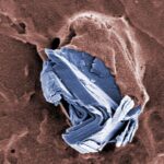 Naviguer dans le labyrinthe du graphène : santé, environnement et innovation SciTechDaily