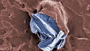 SciTechDaily