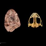 Nommé d'après Kermit la grenouille – Des paléontologues découvrent un ancêtre d'amphibiens vieux de 270 millions d'années SciTechDaily