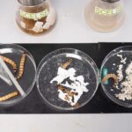 Percée inspirée par la nature : un « intestin de ver » artificiel dévore les déchets plastiques