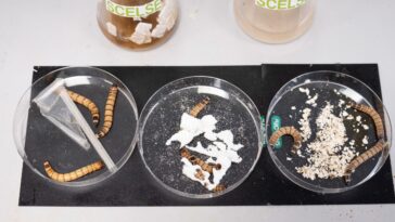 Percée inspirée par la nature : un « intestin de ver » artificiel dévore les déchets plastiques
