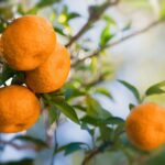 Percée juteuse : une nouvelle découverte accélère la recherche des agrumes du Saint Graal par les scientifiques SciTechDaily