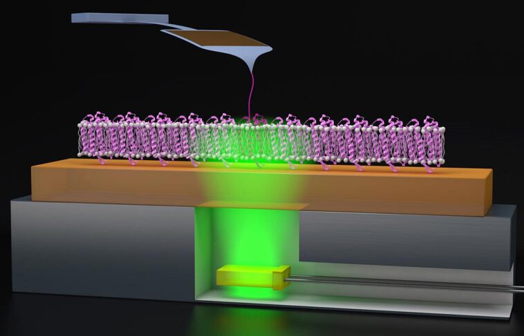 Percer les mystères du repliement des protéines grâce à la microscopie avancée SciTechDaily