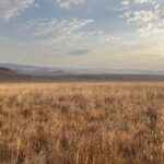 Péril de plantation : les risques invisibles des projets de reforestation en Afrique SciTechDaily