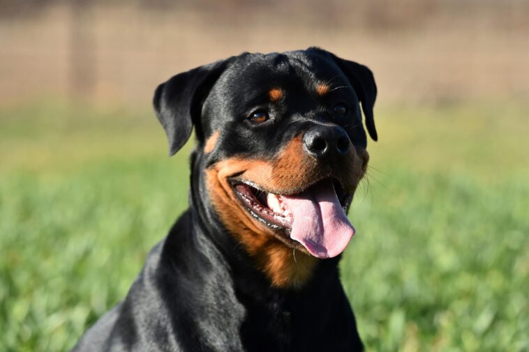 Redéfinir les soins canins : la science surprenante derrière la stérilisation des rottweilers SciTechDaily