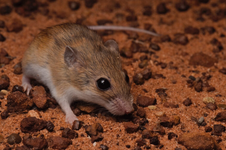 Triple surprise : des chercheurs découvrent de nouvelles espèces indigènes de souris en Australie SciTechDaily