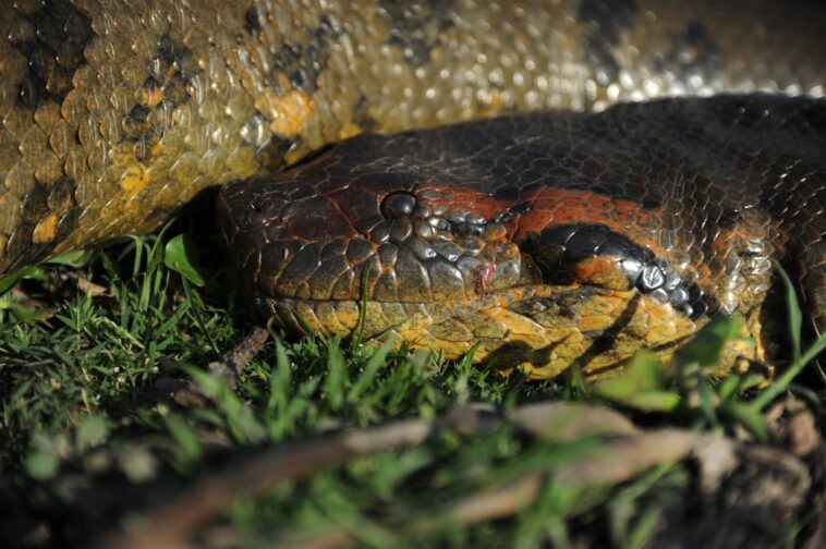 « Un incroyable 20 pieds de long » – Des scientifiques découvrent de nouvelles espèces de serpent géant dans la lointaine Amazonie SciTechDaily