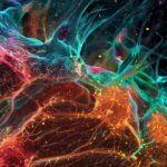 Une imagerie innovante révèle de nouvelles cellules et structures dans les tissus cérébraux humains SciTechDaily