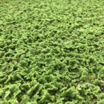 Une source alimentaire vitale après une catastrophe : une plante négligée pourrait contribuer à réduire l’insécurité alimentaire SciTechDaily