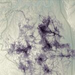 Wild Data : Comment les capteurs animaux révolutionnent l'observation de la Terre