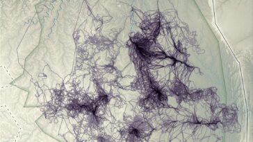 Wild Data : Comment les capteurs animaux révolutionnent l'observation de la Terre