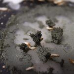 Architectes de la nature : des chercheurs découvrent le secret de la façon dont les termites construisent leurs nids géants