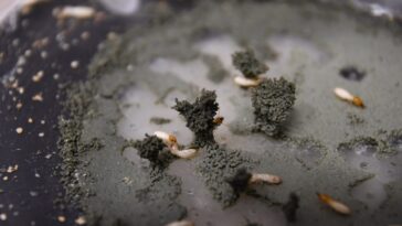 Architectes de la nature : des chercheurs découvrent le secret de la façon dont les termites construisent leurs nids géants