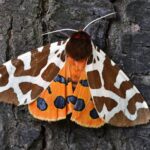 « Choquant » – Les papillons de nuit disparaissent étrangement des villes du sud des États-Unis SciTechDaily