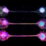 Comment fonctionne notre cerveau : la connexion de cellules cérébrales cultivées en laboratoire donne de nouvelles informations SciTechDaily